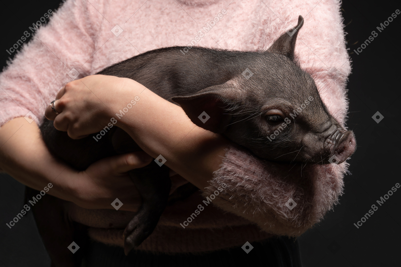 Молодая женщина держит миниатюрную свинью