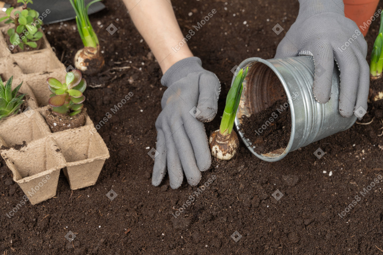 Manos humanas en guantes poniendo una planta en el suelo