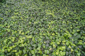 Alfombra de hojas verdes