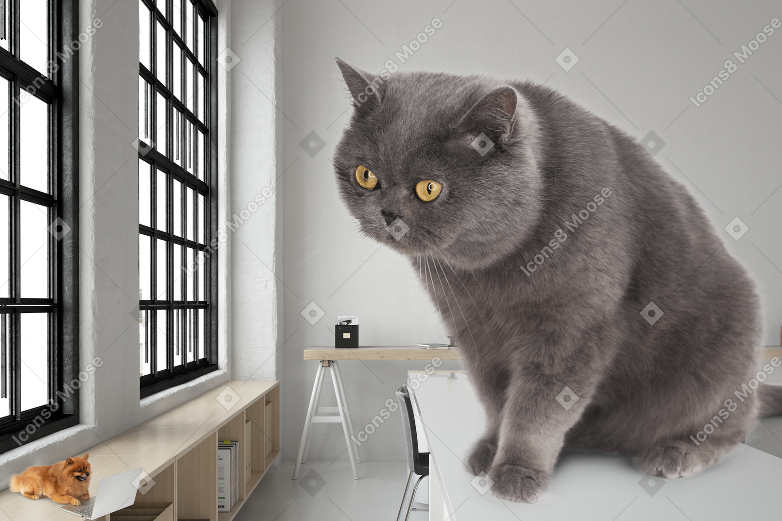 A gray cat sitting on top of a table next to a window