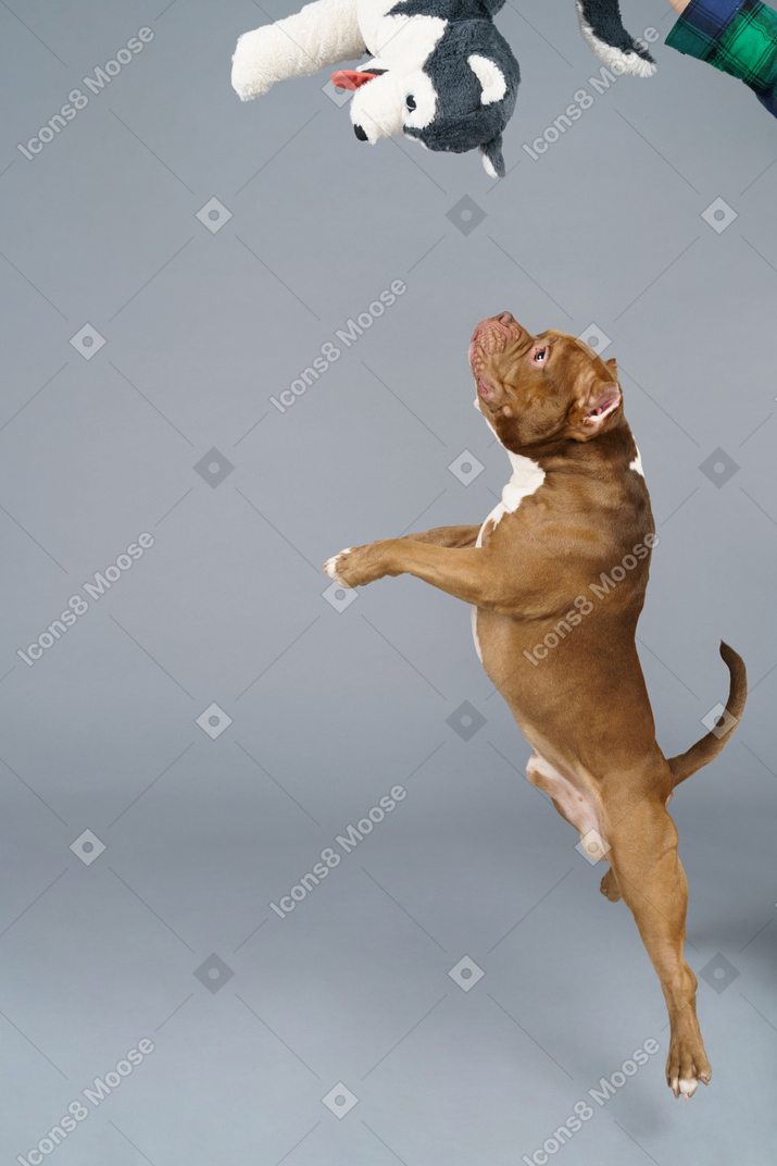 Side view of a brown bulldog jumping and catching a toy dog