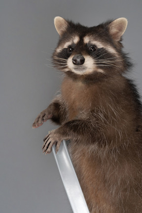 A raccoon on the stepladder watching at the camera