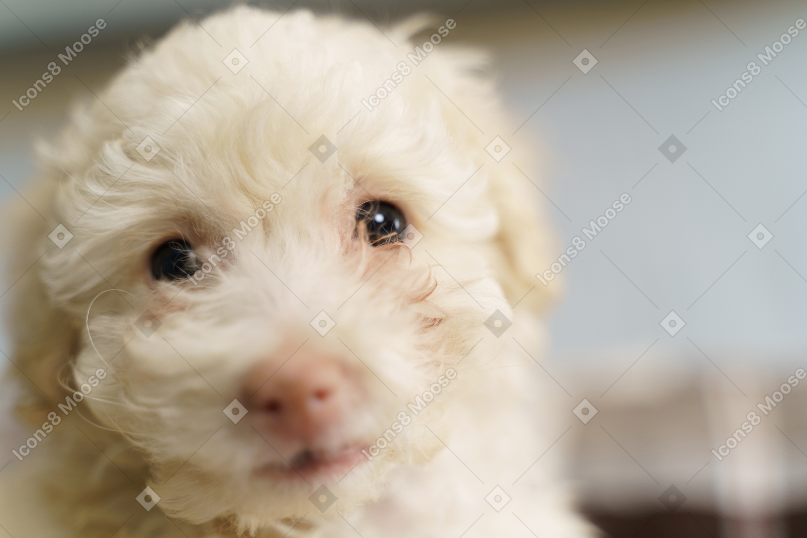 Close-up of a cute poodle looking at camera