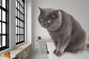 A gray cat sitting on top of a table next to a window