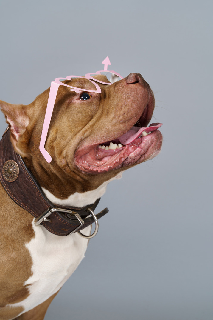 Close-up of a brown bulldog in pink heart glasses looking aside