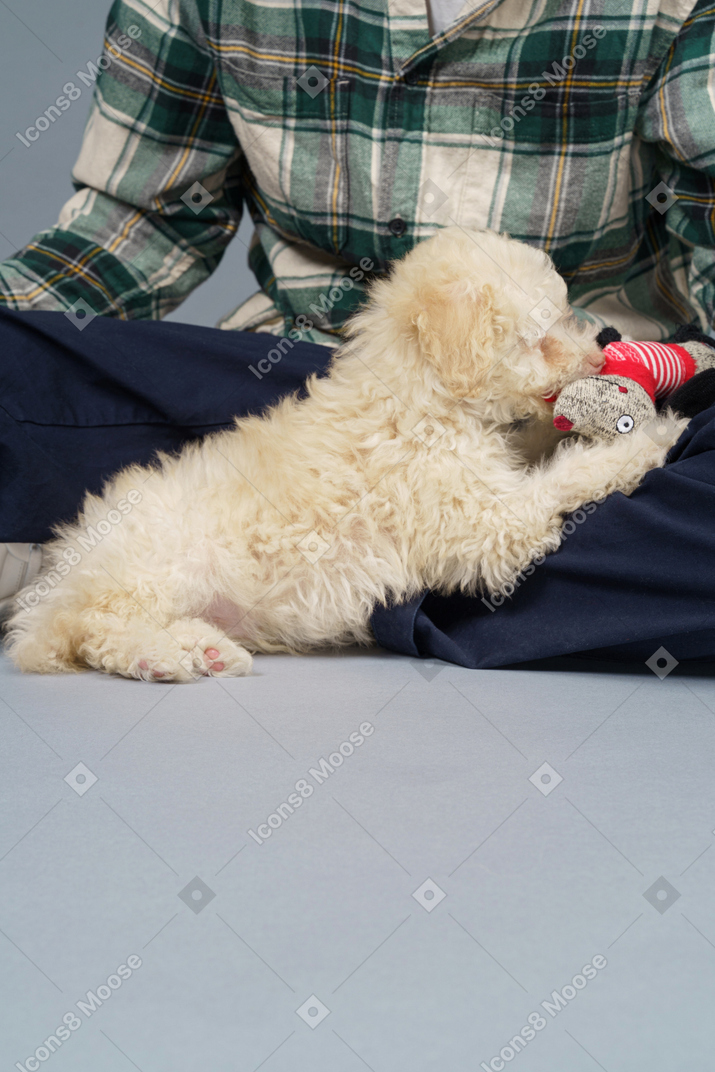 Close-up de um mestre em uma camisa xadrez e um pequeno poodle com um brinquedo