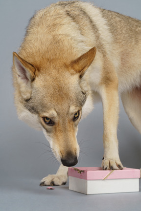 Nahaufnahme eines wolfsähnlichen hundes, der nach etwas in einer kiste sucht