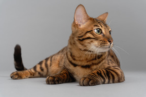 Relaxing bengal cat