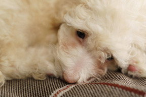 Lose-up of a white poodle lying on a checked blanket