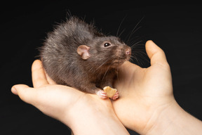 可爱的棕色老鼠在人类手中吃