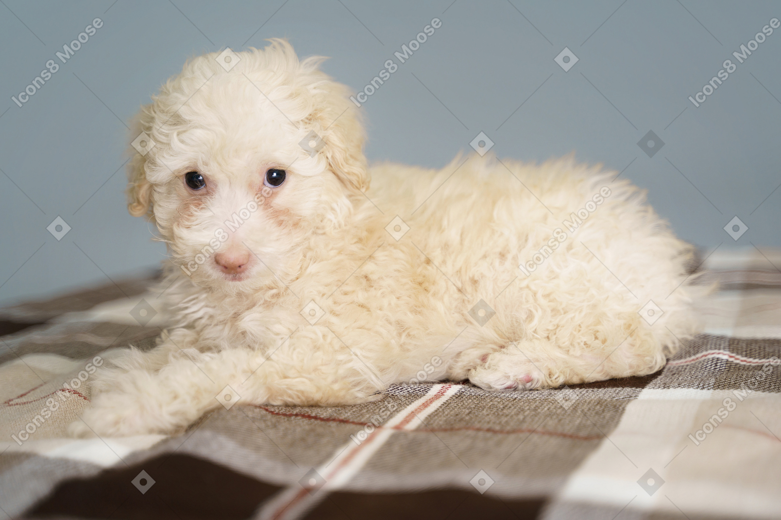Three-quarter view of a tiny puppy lying on a checked blanket and looking at camera