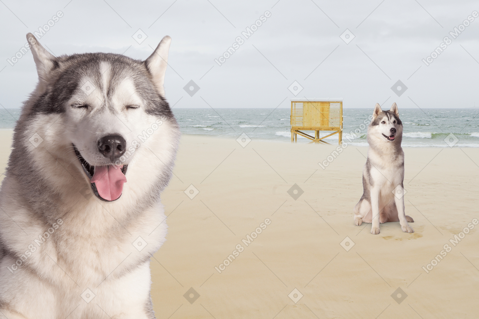 A husky dog sitting on a beach next to another dog