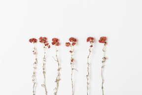 Red flowers on white background