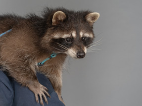 Ein waschbär, der von einem menschen gehalten wird