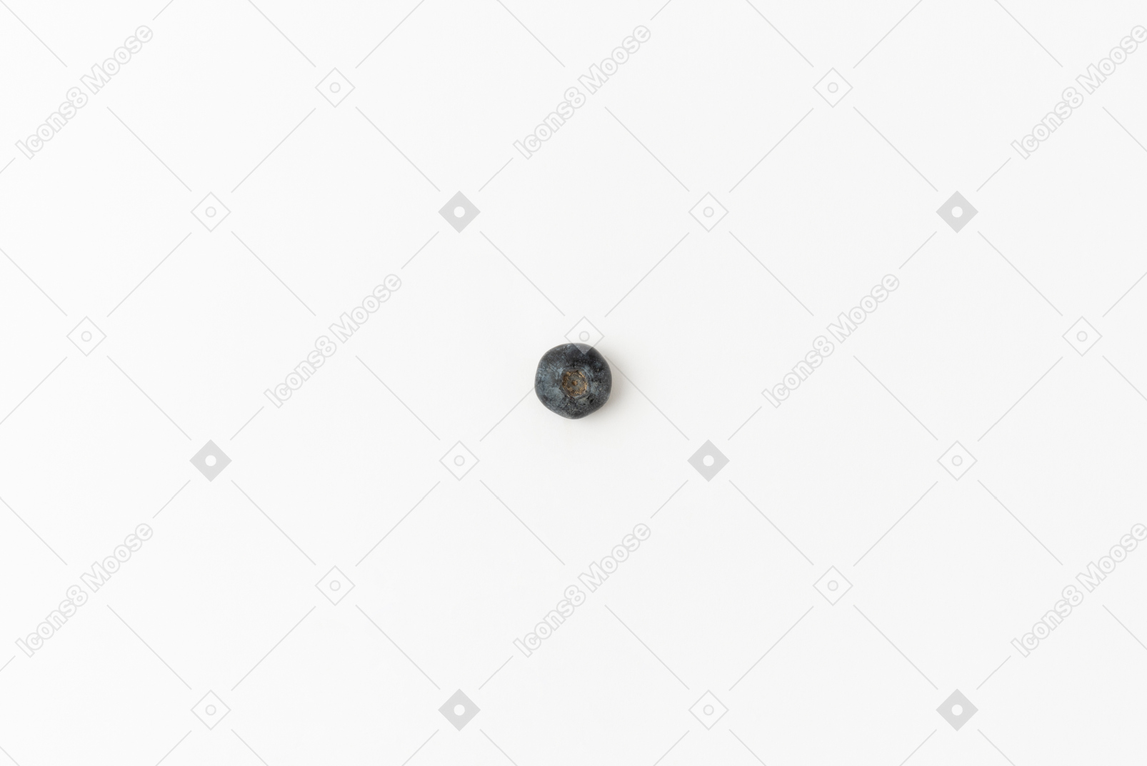 One blueberry on a white background
