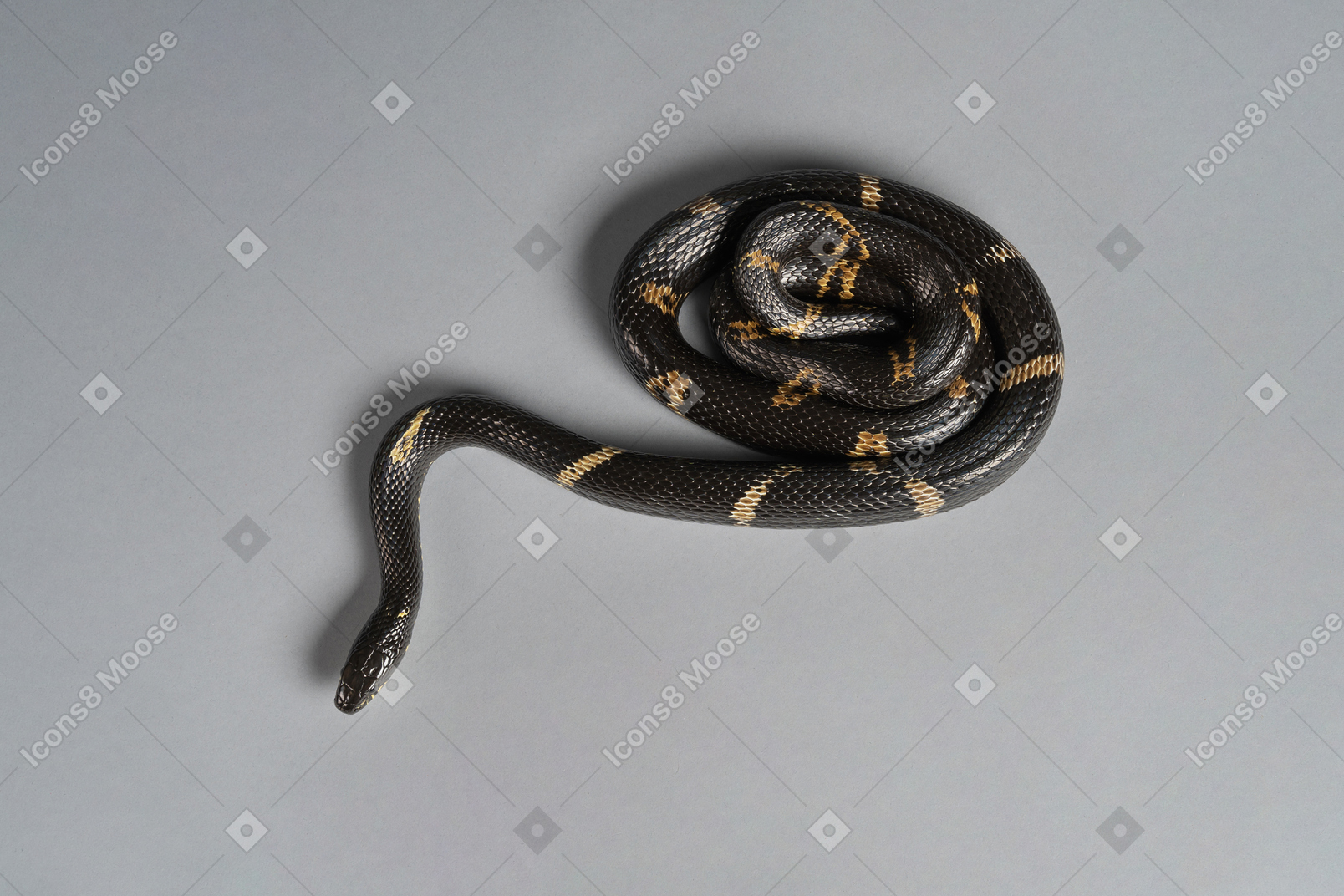Serpente nero a strisce che giace in tondi