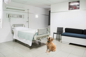 A dog sitting in a hospital room next to a bed