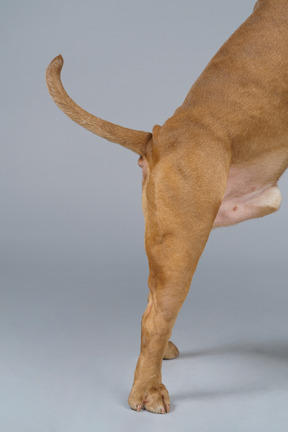 Vista lateral de um cachorro com patas e cauda