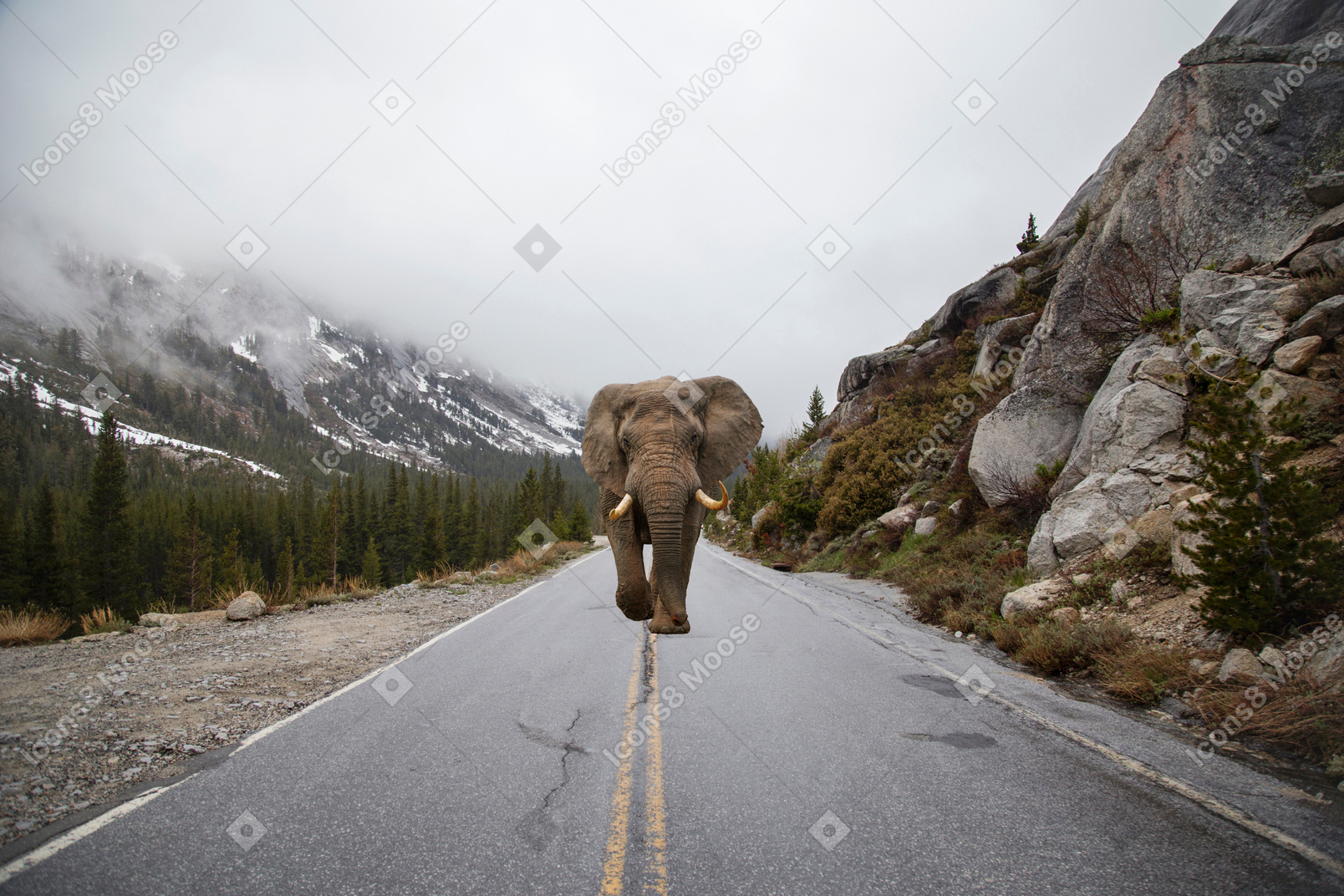 Elephant on the road in mountains