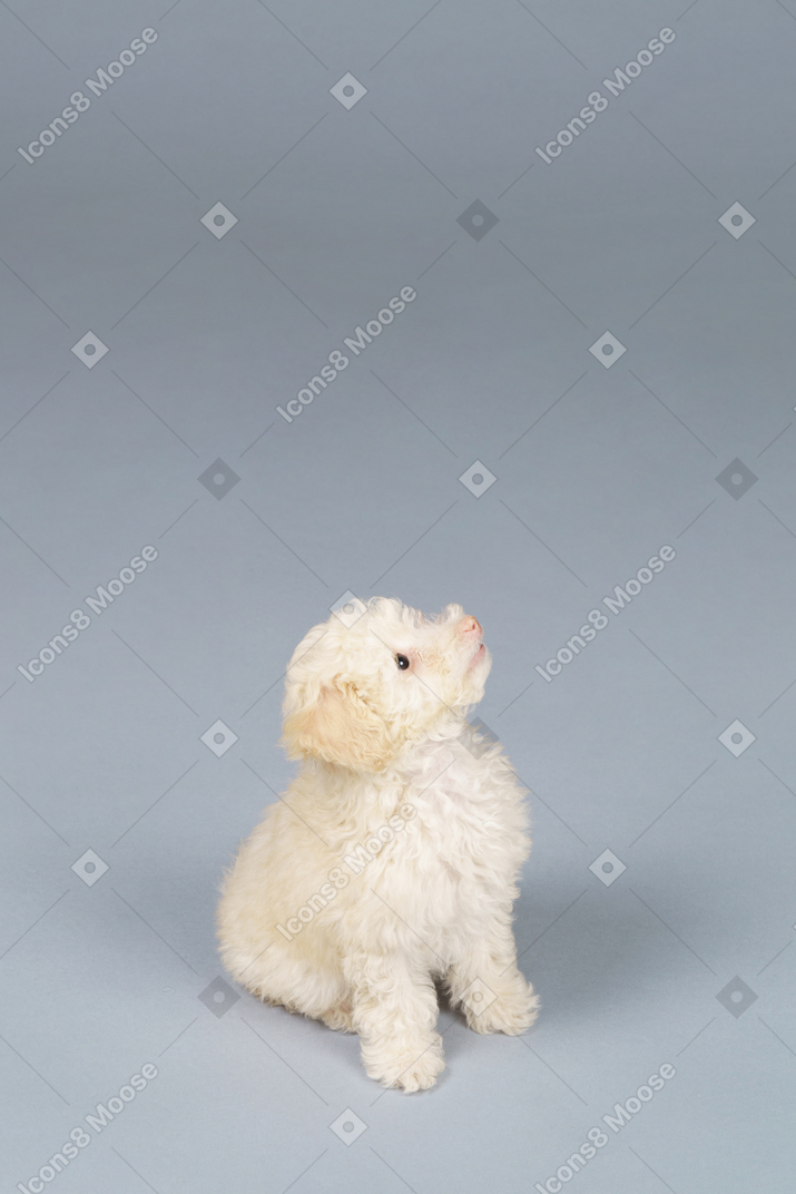 Vista frontal de um pequeno poodle curioso olhando para cima