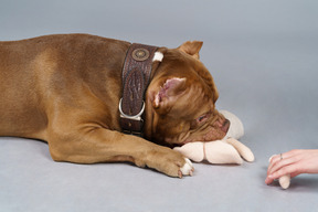 Side view of a brown bulldog biting a toy bunny