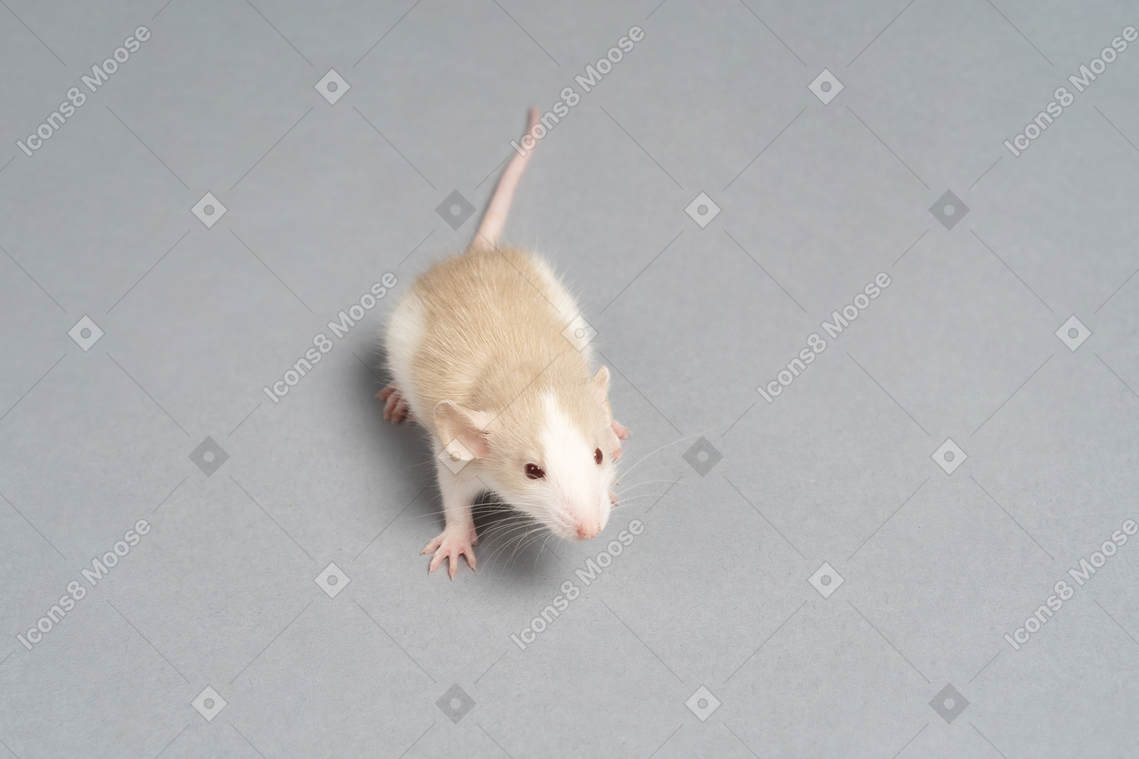 A cute gray mouse looking to camera