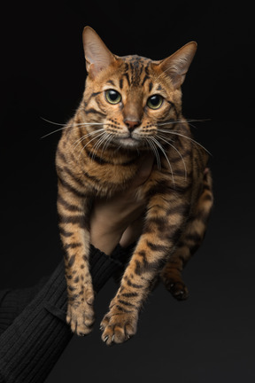 A bengal cat in human hands