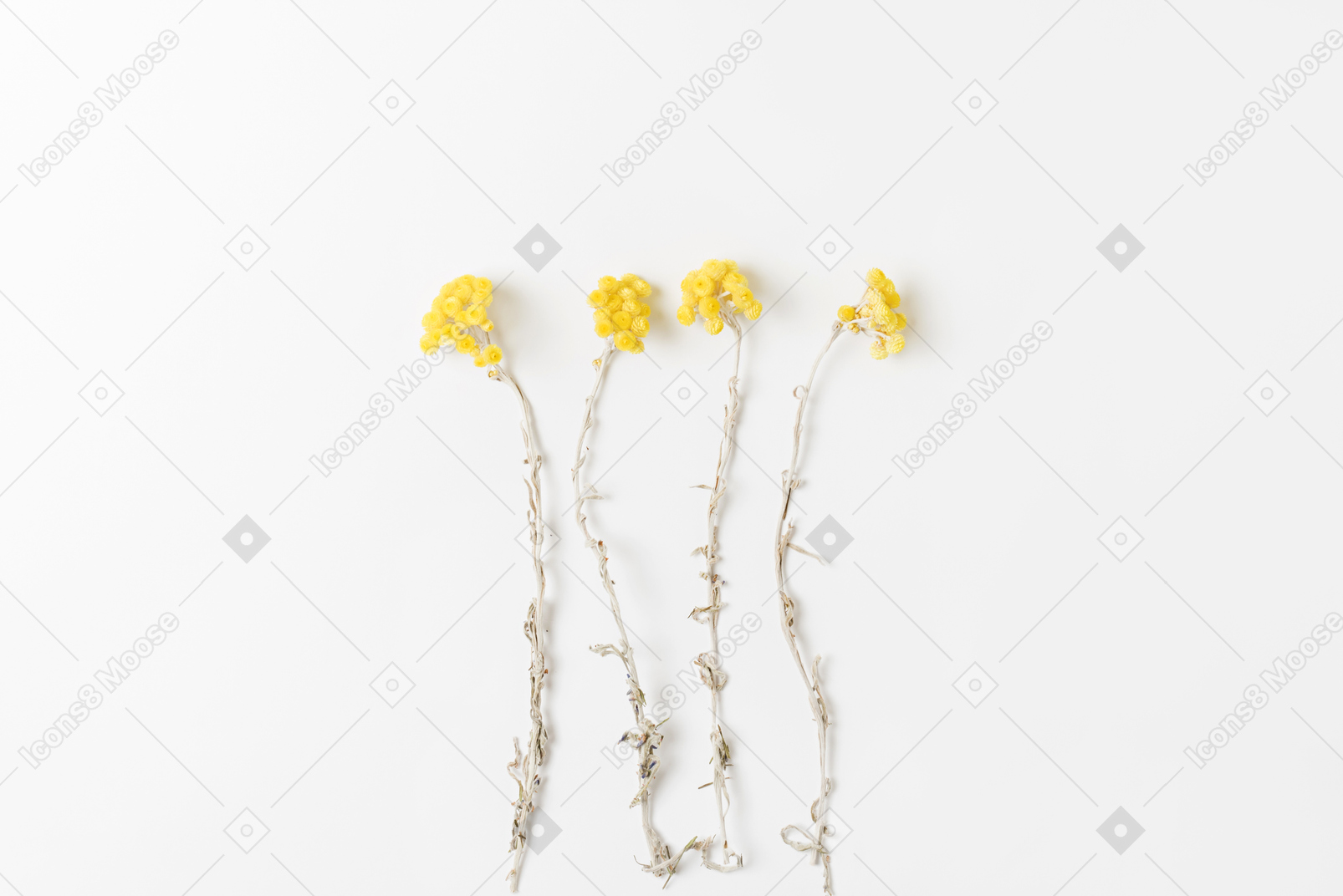 흰색 바탕에 노란색 꽃