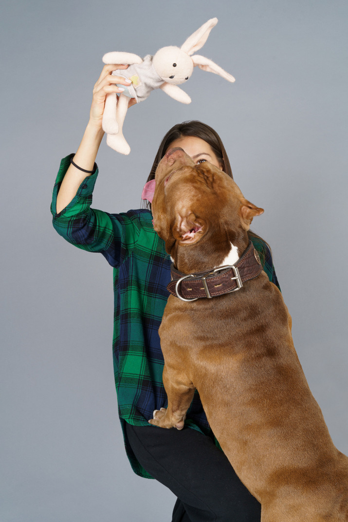 A young woman playing with brown bulldog with a fluffy toy