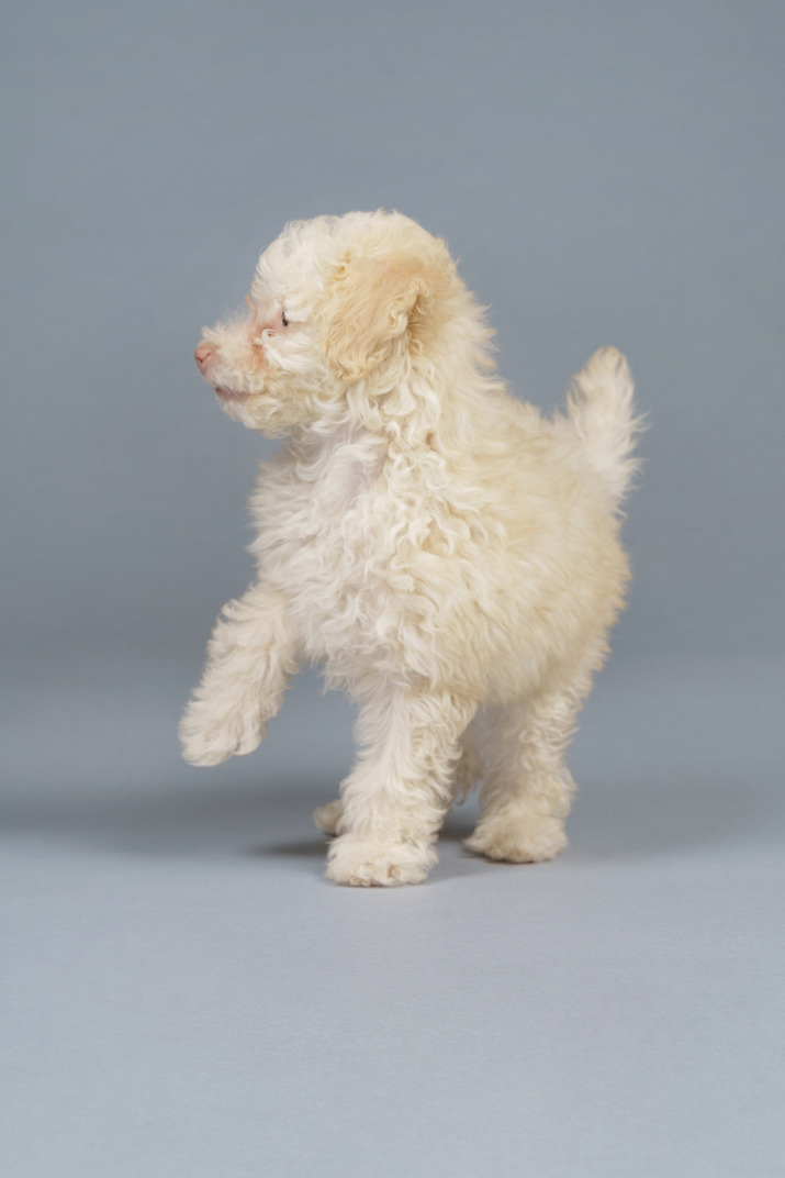 Full-length of a tiny poodle raising paw