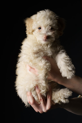 Poodle branco em mãos humanas isoladas em preto