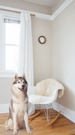 A dog sitting on a wooden floor next to a rocking chair