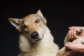 Close-up de um cão parecido com um lobo fofo, seguro por mãos humanas