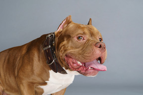 Vista lateral de um bulldog marrom usando coleira e olhando para o lado