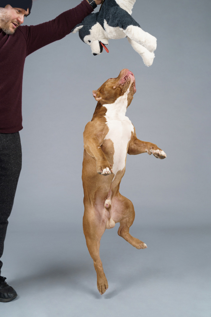 Ein mann mit einem flauschigen spielzeug und einem braunen hund, der hoch springt