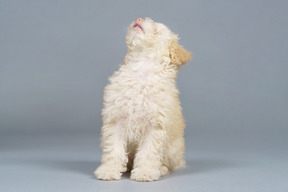 Front view of a curious tiny poodle looking up