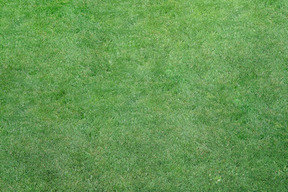 Tapis d'herbe verte