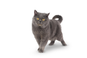 Grey cat