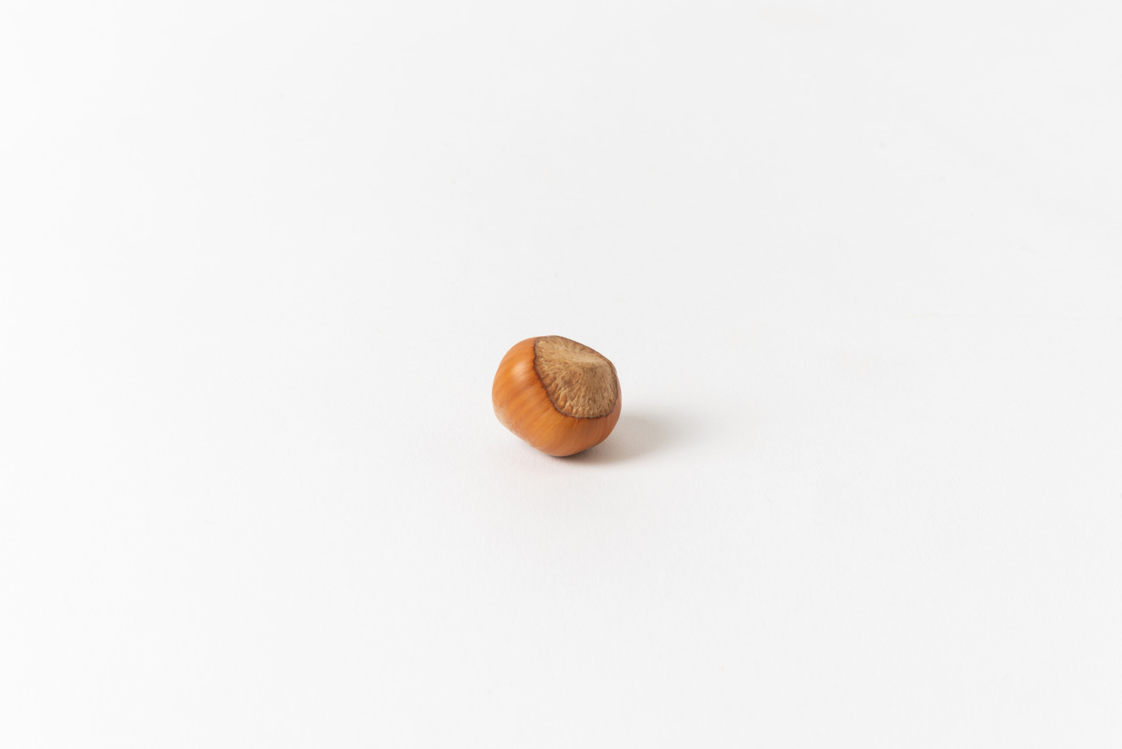 Single hazelnut in a shell