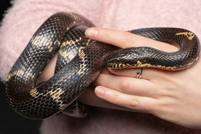 Serpiente negra a rayas que se curva alrededor de la mano de la mujer