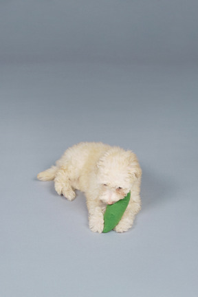 De cuerpo entero de un pequeño caniche con un pepino de juguete