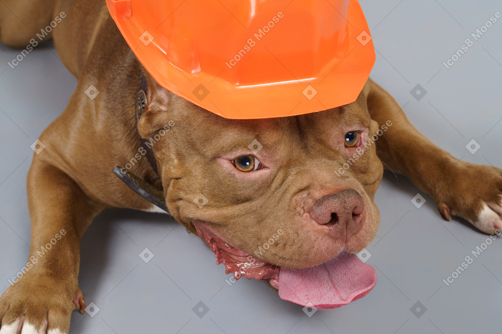 From above view a brown bulldog in orange helmet looking at camera