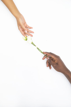 Mano maschio nera e mano femminile che tiene un ramoscello di fiore