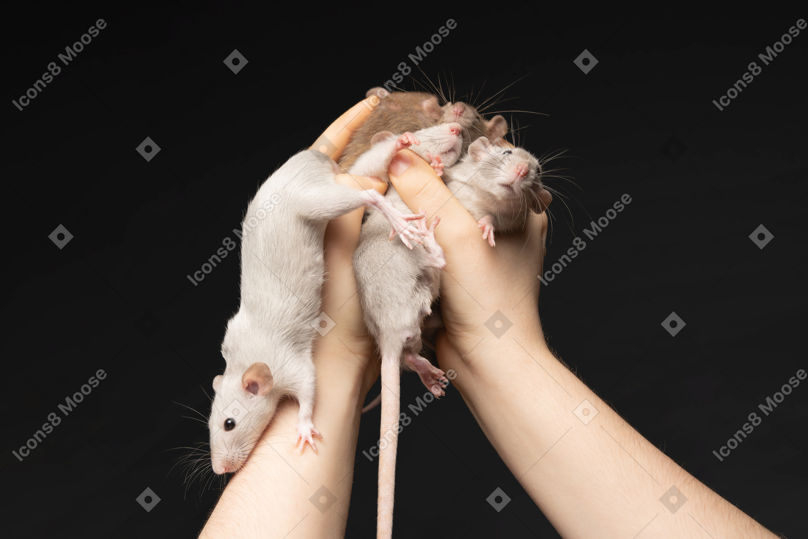 Bunch of mice held by human hands