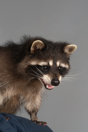 A cute raccoon is surprised