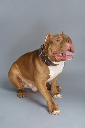 Three-quarter view of a brown bulldog in a dog collar looking aside