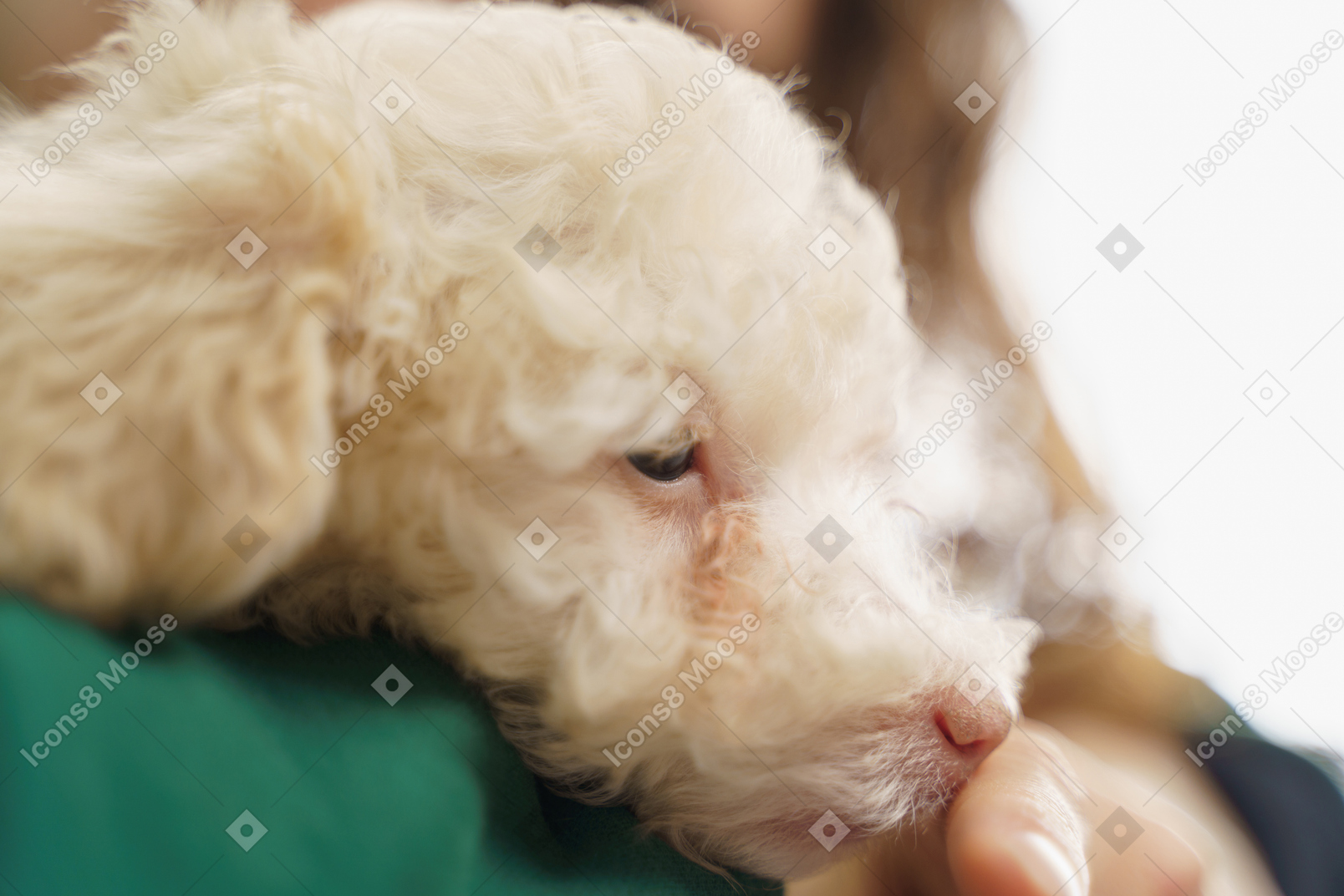 Close-up of a tiny white poodle embraced by a woman