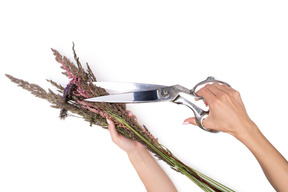 Bouquet of dried flowers