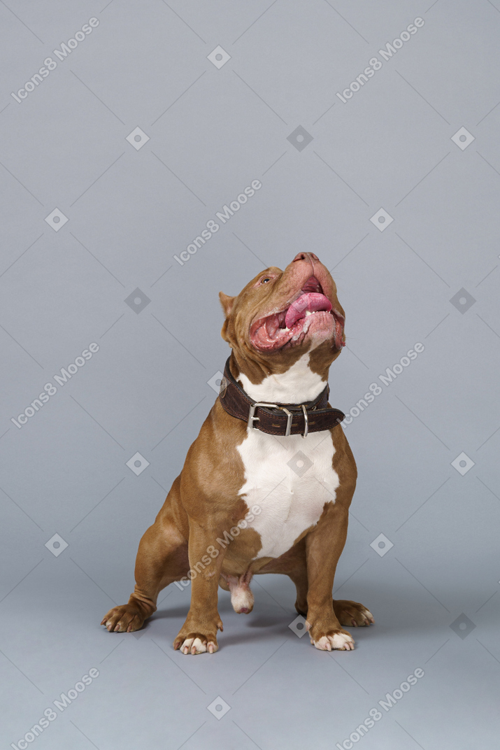 Vista frontale di un curioso cane toro marrone seduto e guardando in alto