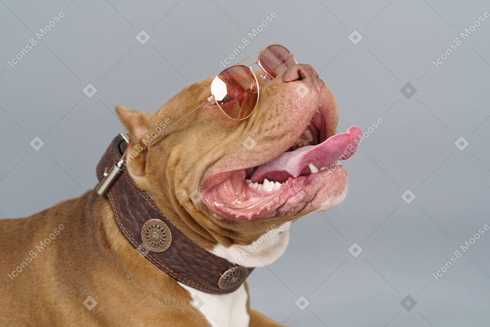 Close-up a fashionable brown bulldog wearing pink sunglasses